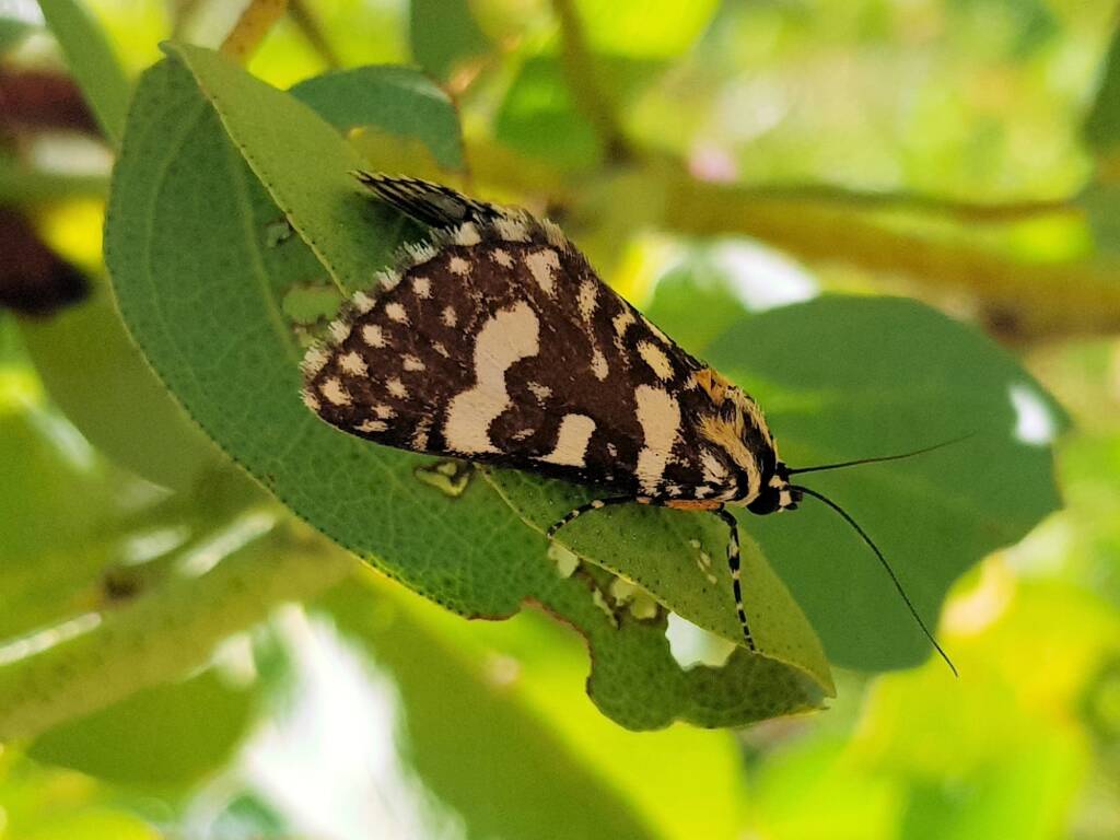 Laced Day-Moth (Ipanica cornigera), Olive Pink Botanic Garden, Alice Springs NT