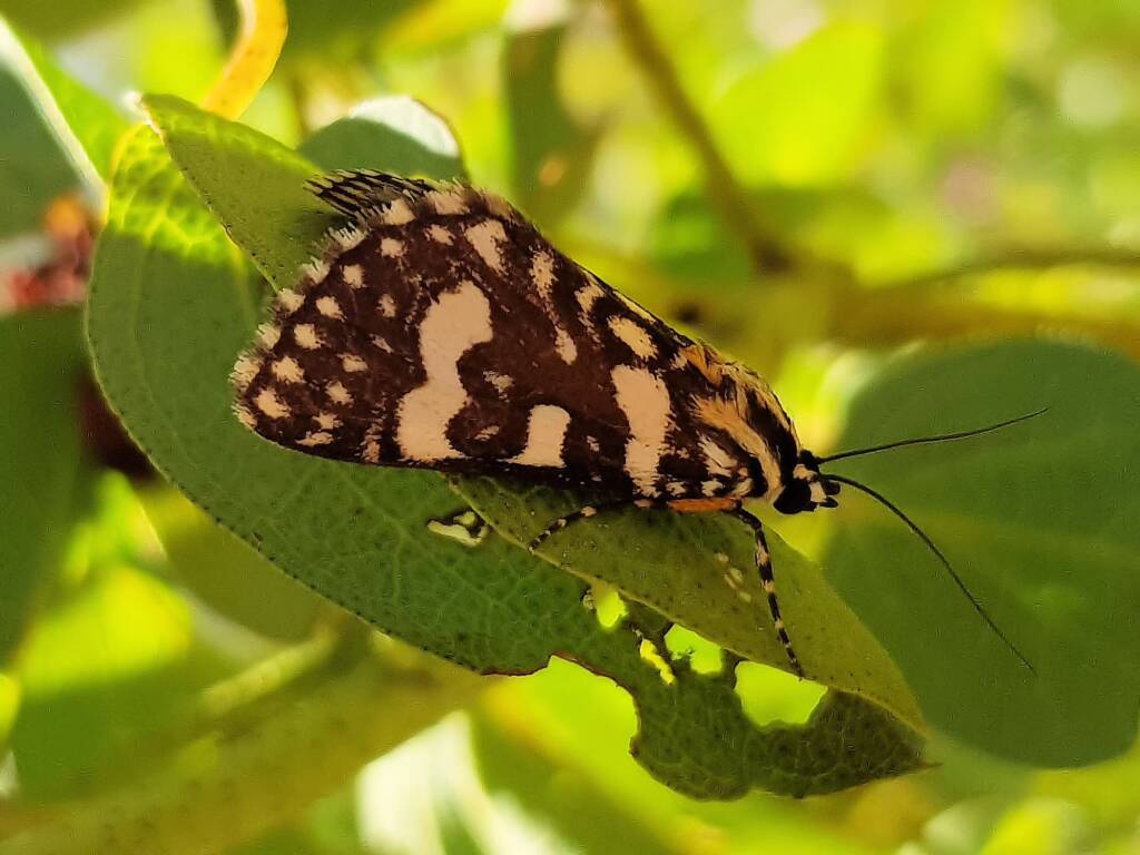 Laced Day-Moth (Ipanica cornigera), Olive Pink Botanic Garden, Alice Springs NT
