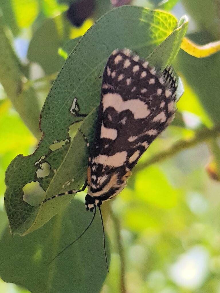 Laced Day-Moth (Ipanica cornigera), Olive Pink Botanic Garden, Alice Springs NT