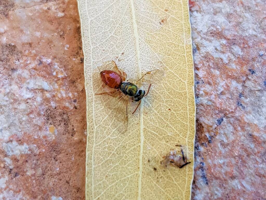 Deceased Lasioglossum (Homalictus), Alice Springs NT