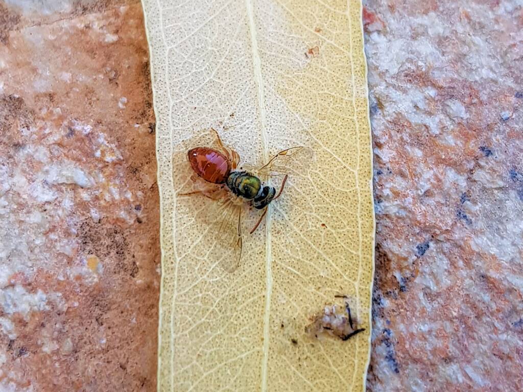 Deceased Lasioglossum (Homalictus), Alice Springs NT