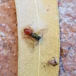 Deceased Lasioglossum (Homalictus), Alice Springs NT