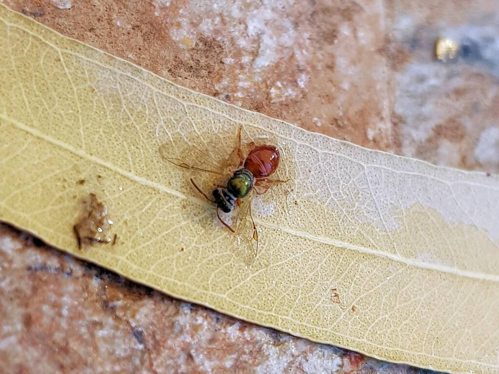 Deceased Lasioglossum (Homalictus), Alice Springs NT