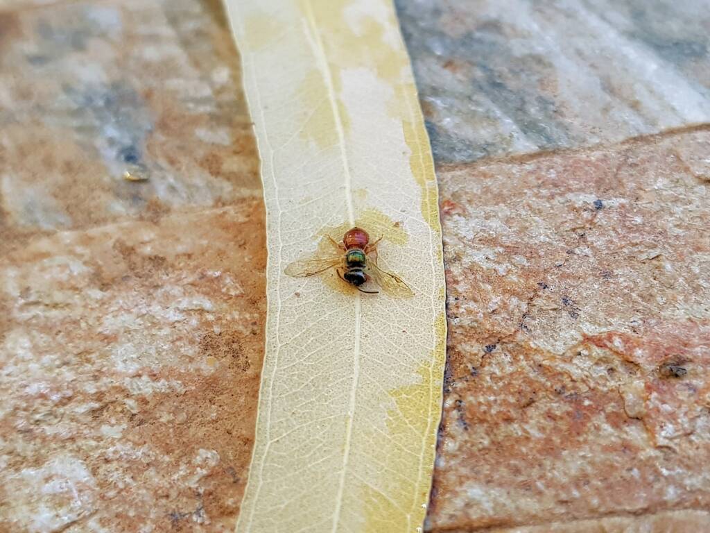 Deceased Lasioglossum (Homalictus), Alice Springs NT