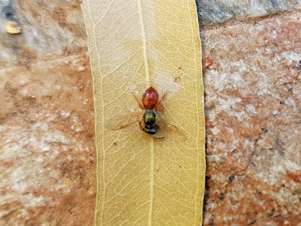 Deceased Lasioglossum (Homalictus), Alice Springs NT