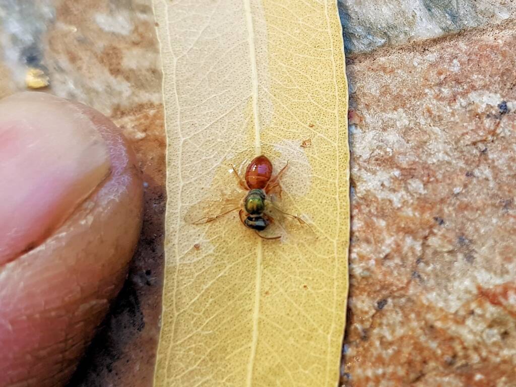 Deceased Lasioglossum (Homalictus), Alice Springs NT