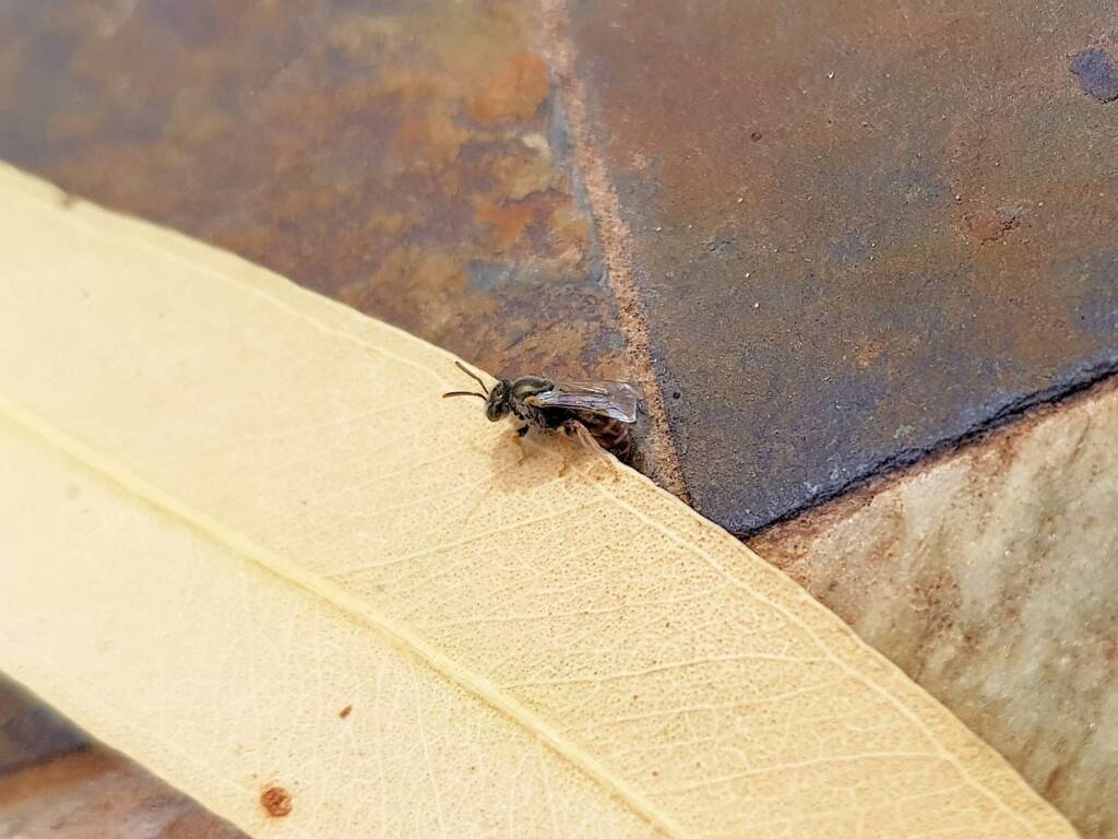 Lasioglossum (Parasphecodes), Alice Springs NT