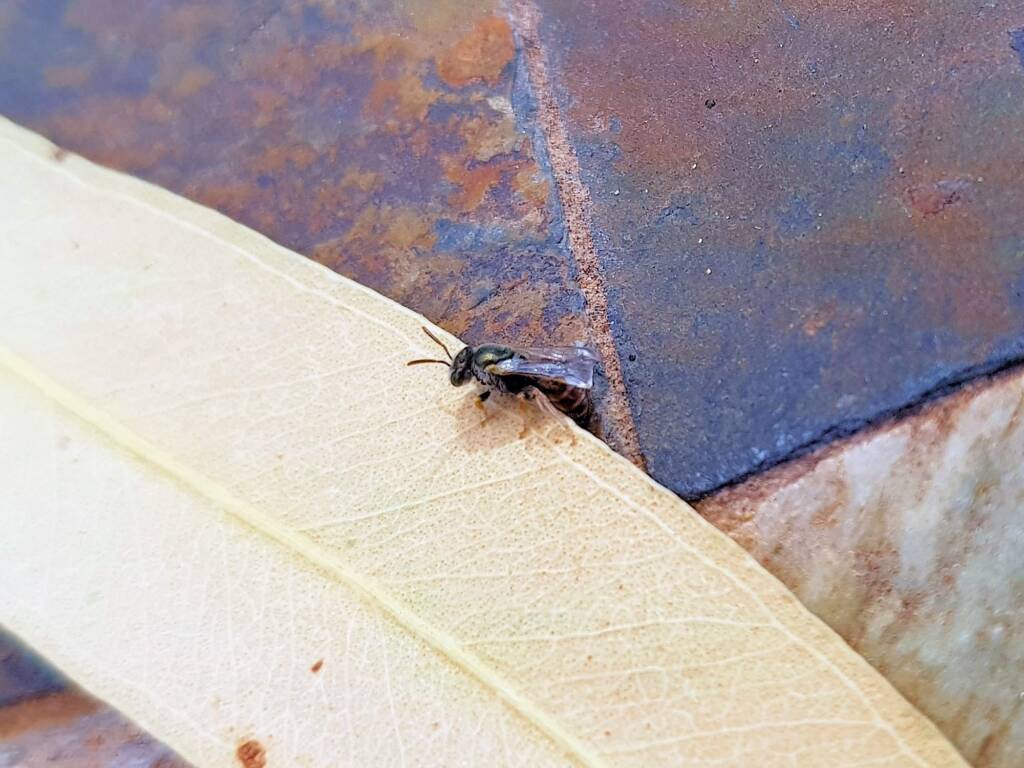 Lasioglossum (Parasphecodes), Alice Springs NT