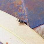 Lasioglossum (Parasphecodes), Alice Springs NT