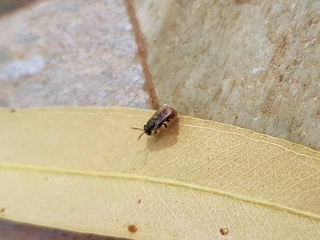 Lasioglossum (Parasphecodes), Alice Springs NT