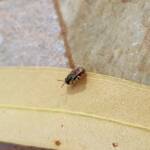 Lasioglossum (Parasphecodes), Alice Springs NT