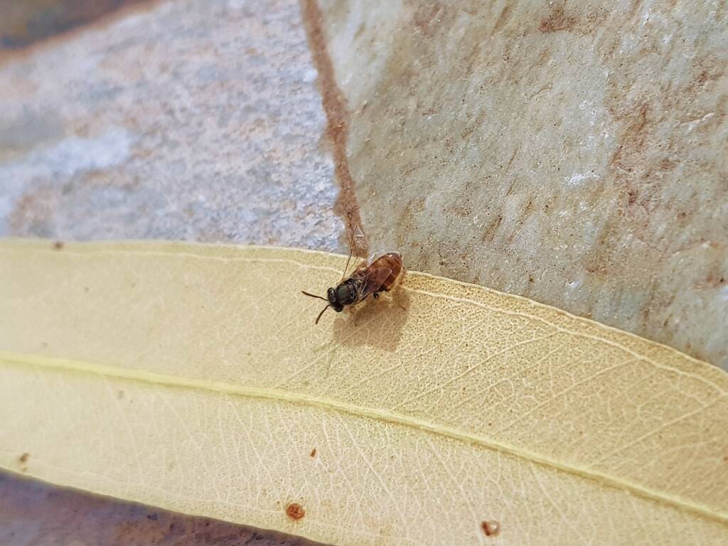Lasioglossum (Parasphecodes), Alice Springs NT