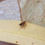 Lasioglossum (Parasphecodes), Alice Springs NT