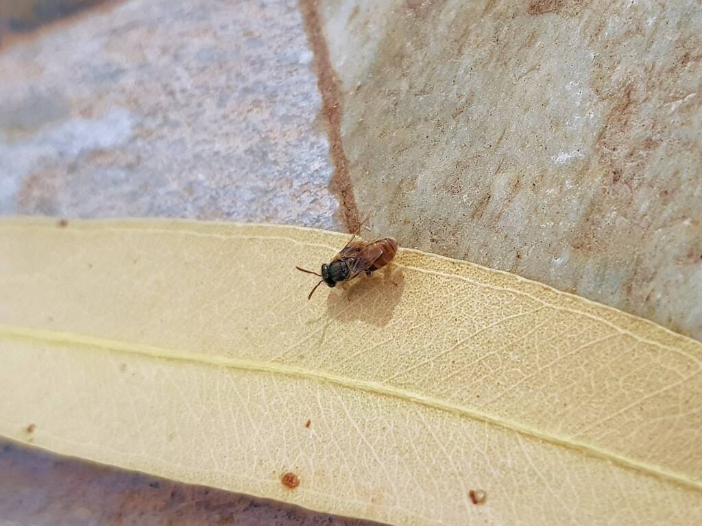 Lasioglossum (Parasphecodes), Alice Springs NT