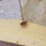 Lasioglossum (Parasphecodes), Alice Springs NT