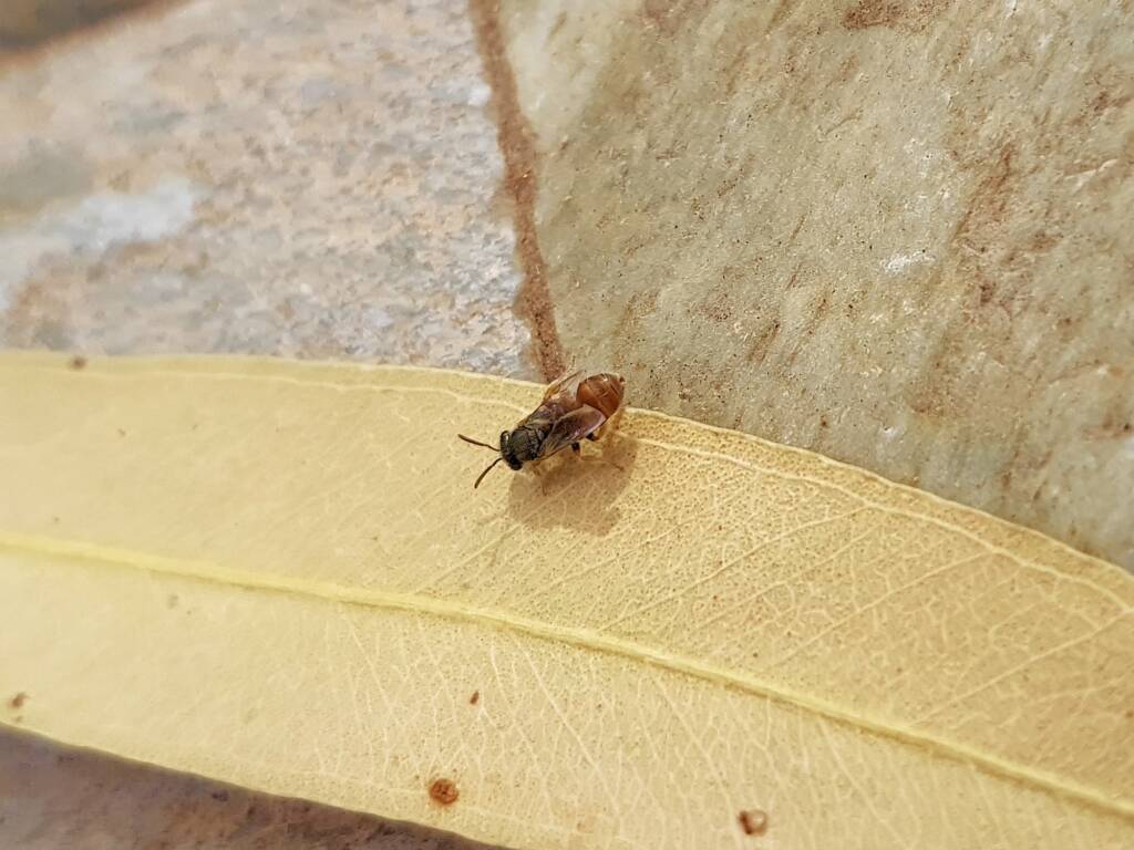 Lasioglossum (Parasphecodes), Alice Springs NT
