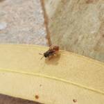 Lasioglossum (Parasphecodes), Alice Springs NT