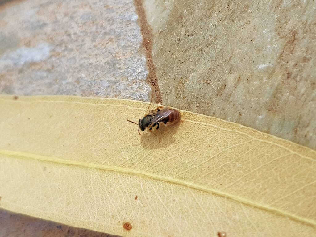Lasioglossum (Parasphecodes), Alice Springs NT