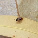 Lasioglossum (Parasphecodes), Alice Springs NT
