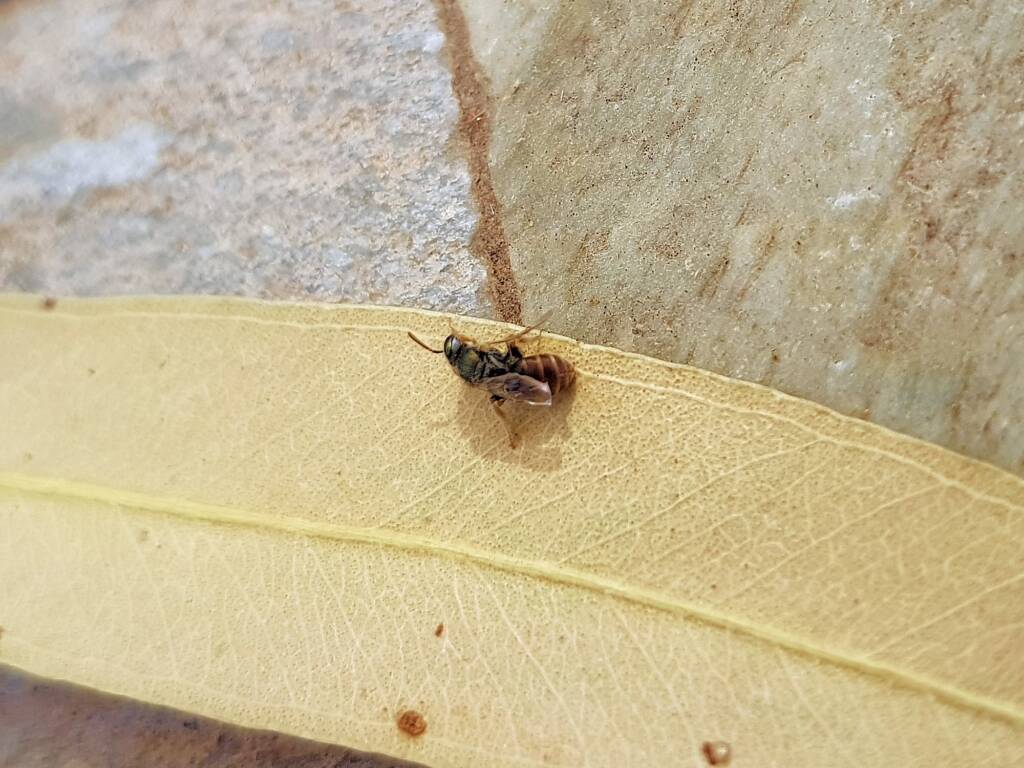 Lasioglossum (Parasphecodes), Alice Springs NT
