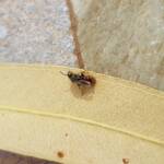 Lasioglossum (Parasphecodes), Alice Springs NT