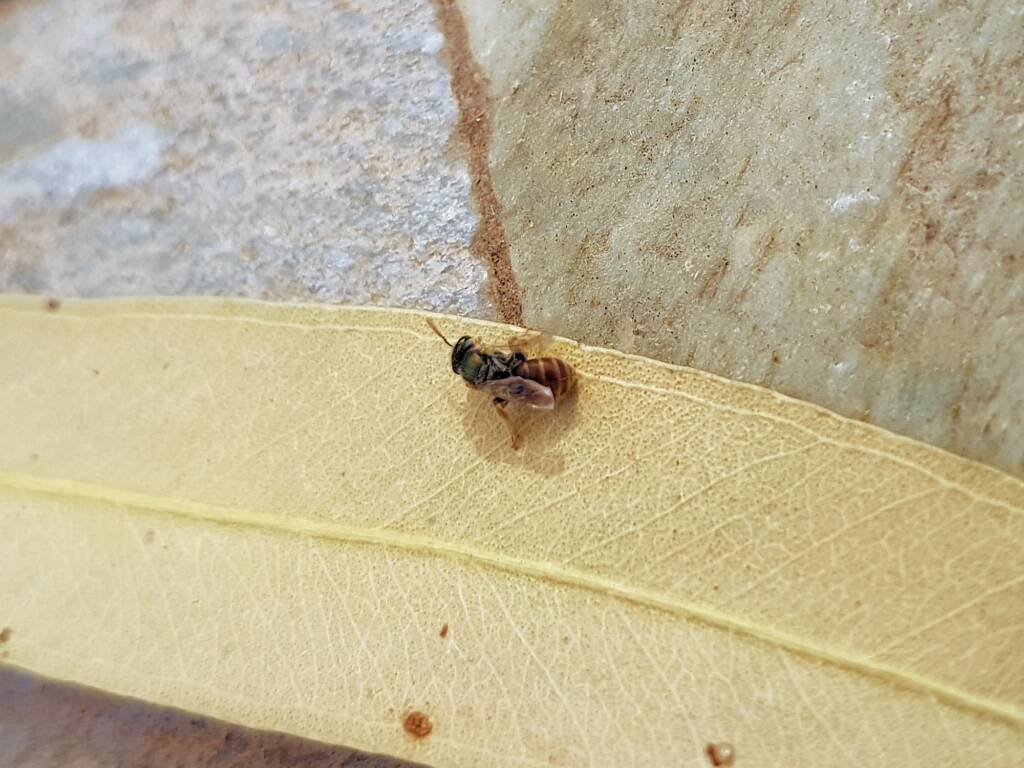 Lasioglossum (Parasphecodes), Alice Springs NT