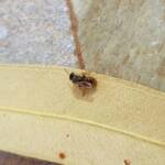 Lasioglossum (Parasphecodes), Alice Springs NT