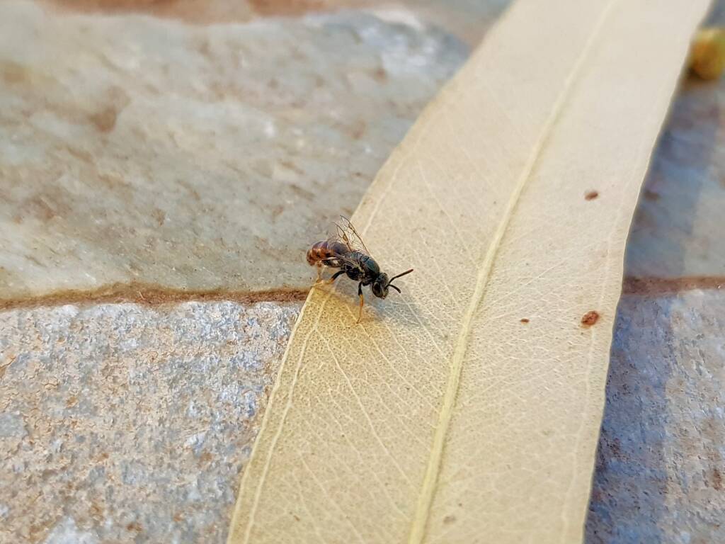 Lasioglossum (Parasphecodes), Alice Springs NT