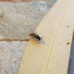 Lasioglossum (Parasphecodes), Alice Springs NT