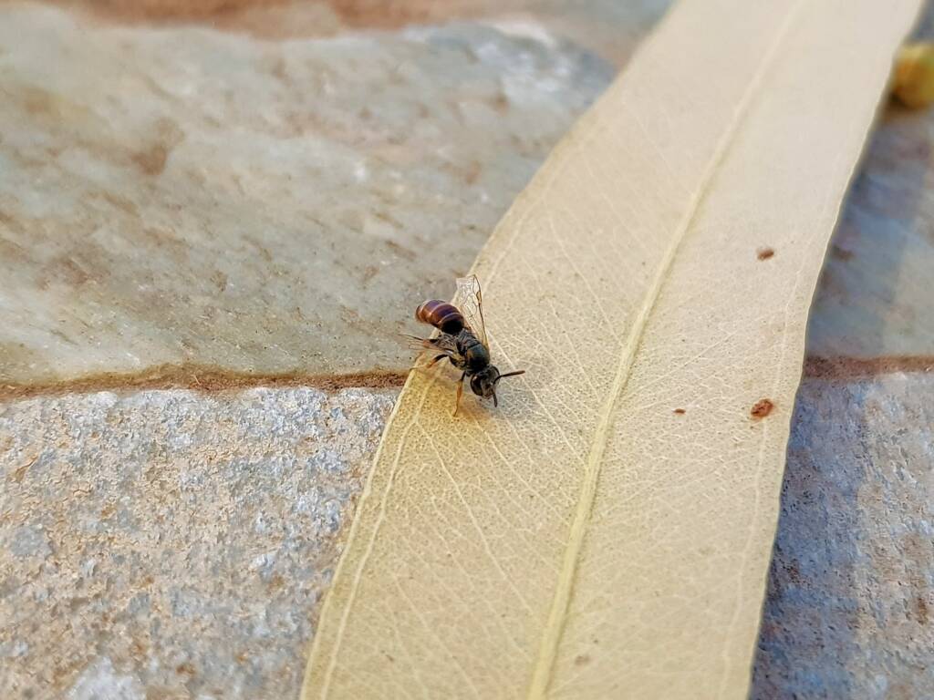 Lasioglossum (Parasphecodes), Alice Springs NT