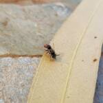 Lasioglossum (Parasphecodes), Alice Springs NT