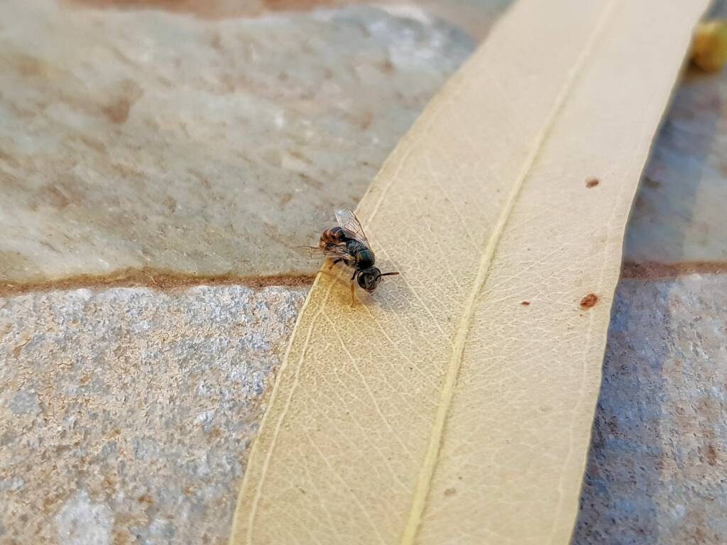 Lasioglossum (Parasphecodes), Alice Springs NT