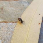 Lasioglossum (Parasphecodes), Alice Springs NT
