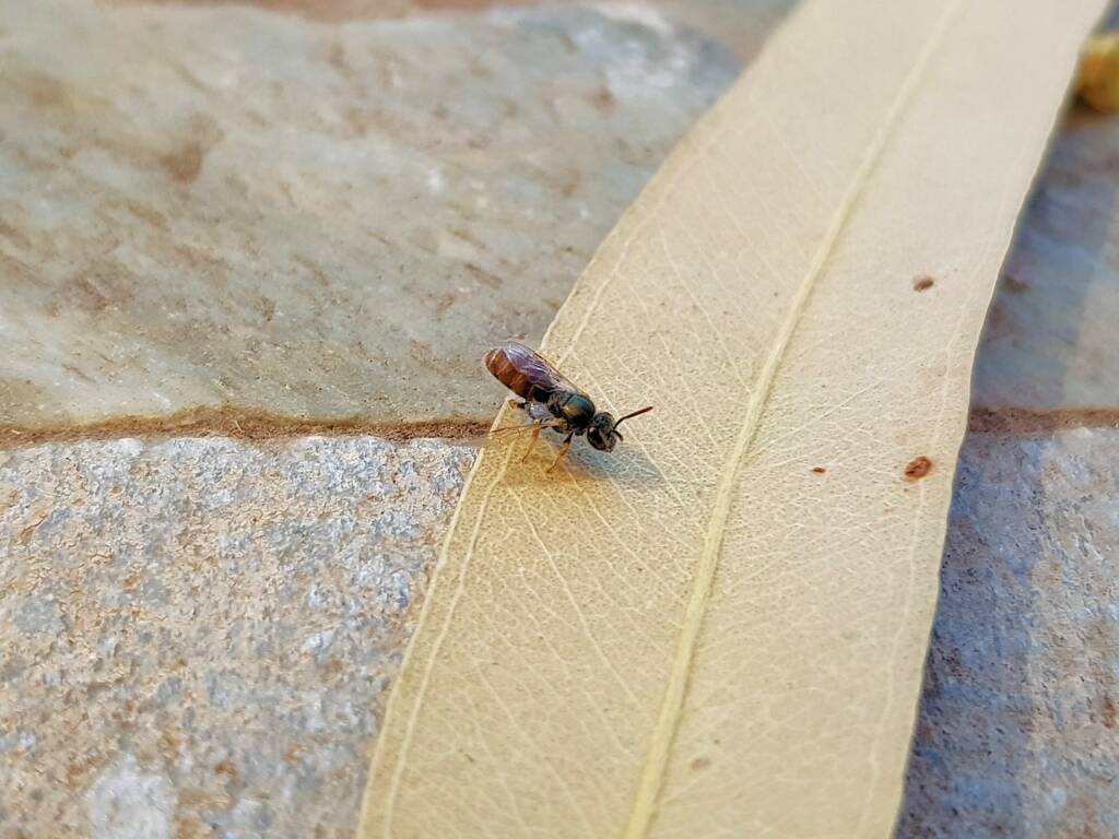Lasioglossum (Parasphecodes), Alice Springs NT