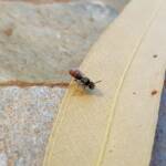 Lasioglossum (Parasphecodes), Alice Springs NT