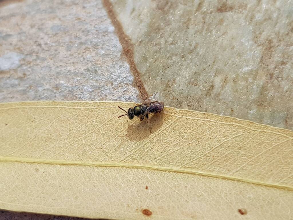 Lasioglossum (Parasphecodes), Alice Springs NT