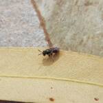 Lasioglossum (Parasphecodes), Alice Springs NT