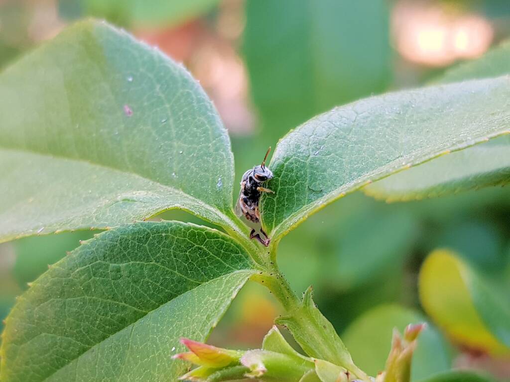 Lasioglossum (Parasphecodes), Alice Springs NT
