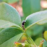 Lasioglossum (Parasphecodes), Alice Springs NT