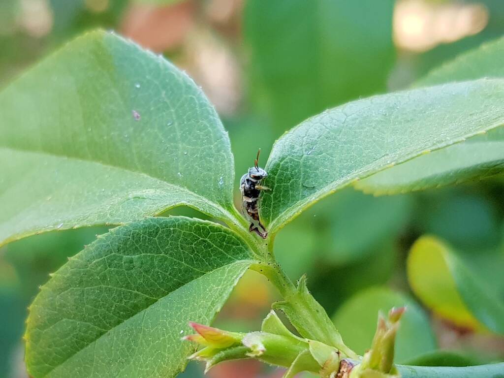 Lasioglossum (Parasphecodes), Alice Springs NT