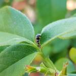 Lasioglossum (Parasphecodes), Alice Springs NT
