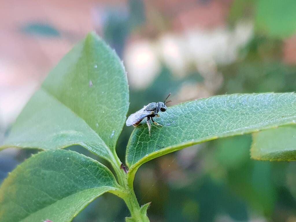 Lasioglossum (Parasphecodes), Alice Springs NT
