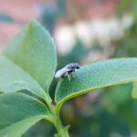 Lasioglossum (Parasphecodes), Alice Springs NT