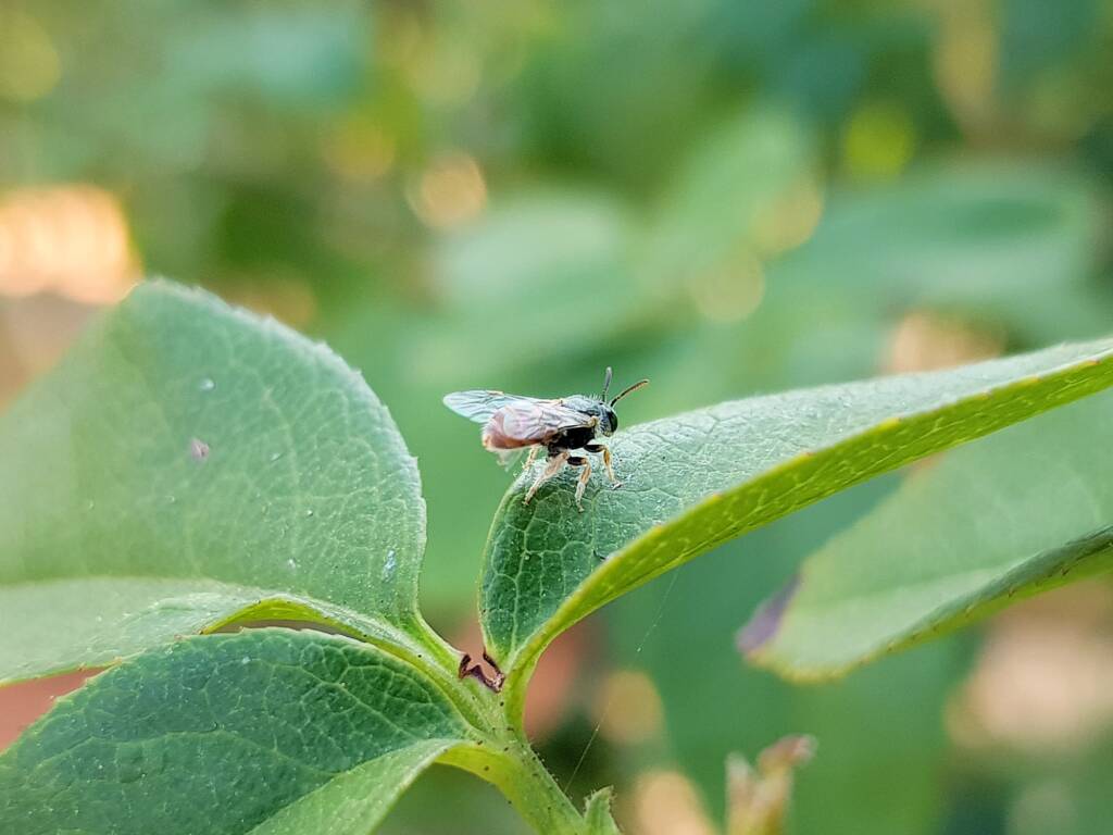 Lasioglossum (Parasphecodes), Alice Springs NT
