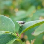 Lasioglossum (Parasphecodes), Alice Springs NT