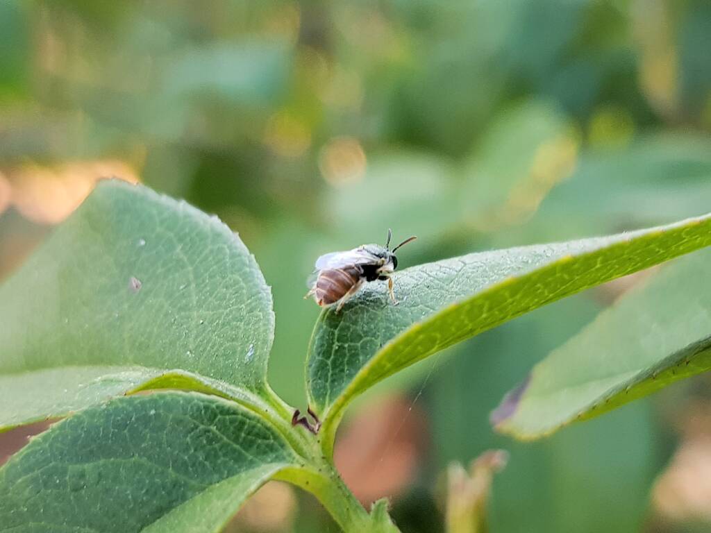 Lasioglossum (Parasphecodes), Alice Springs NT