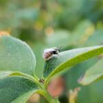 Lasioglossum (Parasphecodes), Alice Springs NT
