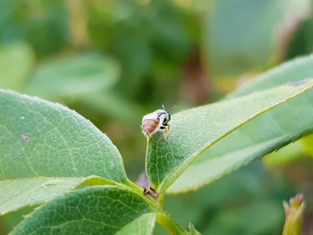 Lasioglossum (Parasphecodes), Alice Springs NT