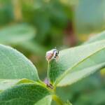 Lasioglossum (Parasphecodes), Alice Springs NT
