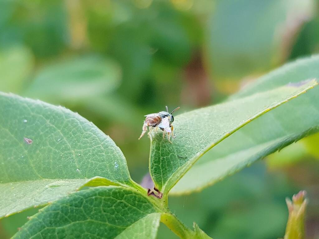 Lasioglossum (Parasphecodes), Alice Springs NT